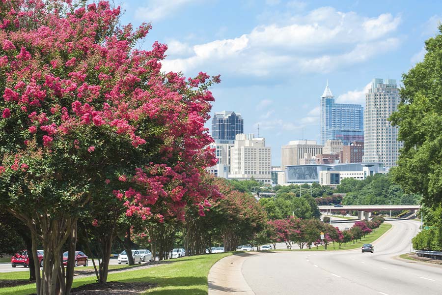 Raleigh NC - Raleigh Skyline in the Summer with Trees in Bloom
